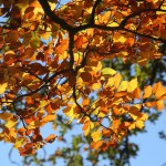 Podzimní dekorace z listí