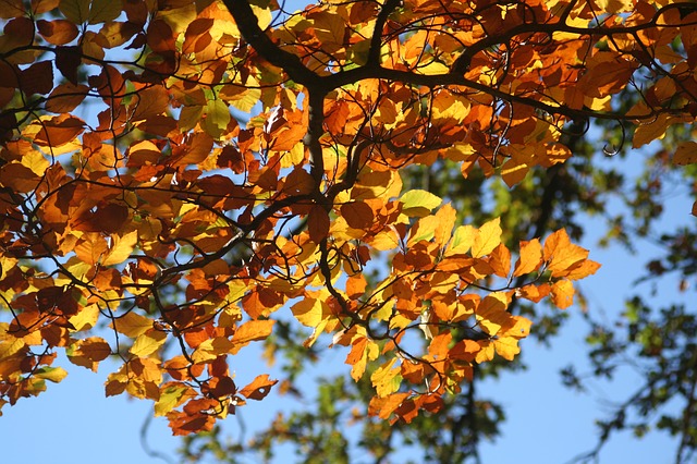 Krásně zbarvené listy na stromě